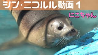 シン・ニコルル動画1  Shin NikoRuru Video 1 [upl. by Novj922]