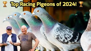 Top Racing Pigeon Winners of 2024  National Champions Belgium [upl. by Adnohsirk]