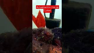 Las crías de Cryptoheros cutteri siguen creciendo 😍 acuarofilia fish fishtank peces [upl. by Artair]