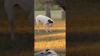 Tripawd three legged dog PIB Playing with a frisbee by himself 🥹🥰 cutedog tripawd [upl. by Leksehcey102]