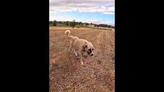 Turkish Kangal Dog Vs Wolf Fight shorts [upl. by Ahtelrac]