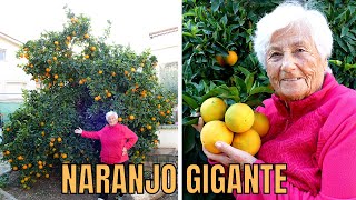 ¡Cuidados del NARANJO🌱 NARANJAS GIGANTES 😱 [upl. by Welby]