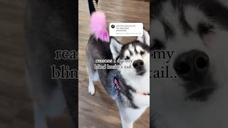 blindhusky pinktail blinddog [upl. by Wilber833]