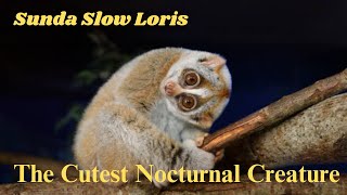 Adorable Sunda Slow Loris The Cutest Nocturnal Creature in the World [upl. by Pincus]