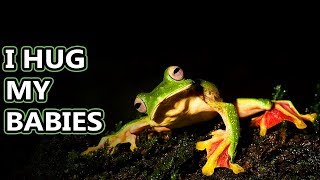 Flying Frog facts theyre more like gliding frogs really  Animal Fact Files [upl. by Anelagna61]