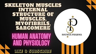 skeleton musclesAnatomy of skeleton musclesinternal structure of muscles myofibrils amp sarcomere [upl. by Tami]