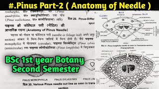 Pinus Part2  Anatomy of Pinus Needle  BSc first year Botany Second Semester [upl. by Thomas]