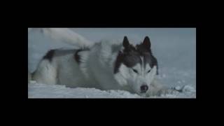 Eight Below 15 days scene [upl. by Reinaldos]