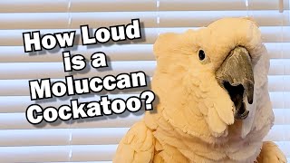 How Loud is a Moluccan Cockatoo What You Need to Know Before You Adopt sound warning [upl. by Mihar81]