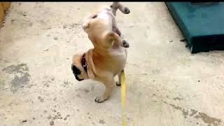 Doggies On Matal hoye hishu korbo deyale  Edit By Jasprit  Funny Video  Bengali Song [upl. by Aelegna526]