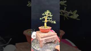 Bonsai tree bonsai indoorbonsai bonsaitree shorts [upl. by Horton550]