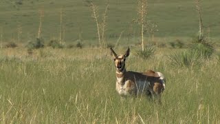 A Triumph for Pronghorn Antelope [upl. by Hurley]