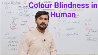 2216 Colour blindness in human  genetic causes of colour blindness  Fsc 12 class [upl. by Akenahs]