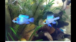 Most eyecatching Electric Blue Ram pair electric blueram fish aquarium [upl. by Jakob]