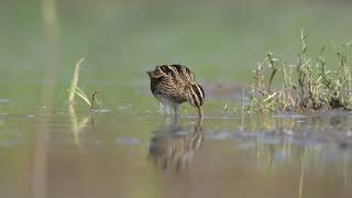 Gallinago Gallinago [upl. by Shelba]