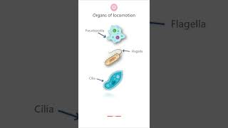 ORGANS OF LOCOMOTION in PROTOZOA protozoa parasitology microbiology biology science pathology [upl. by Sheeb]