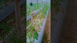 Tamatar ko bandhne ka naya tarika farming village subscribe [upl. by Critta]