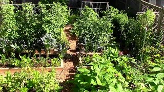 How to Grow a lot of Food in a Small Garden  9 EZ tips [upl. by Angel]