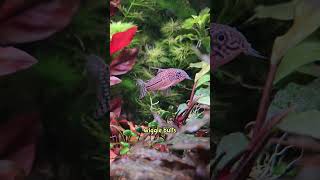 This song is obsolete because science see description for species corydoras aquarium cute [upl. by Ankeny]