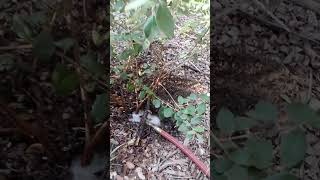 Irrigating with rain water rainwaterharvesting foodforest offgridliving [upl. by Nnalyrehs]