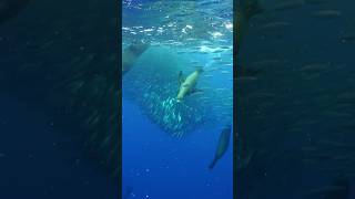 Sardine run season is here 🐟 diving baja bajacalifornia ocean underwater mexico [upl. by Idur713]