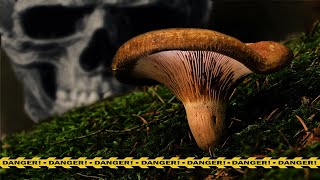 🔥 СВИНУШКА ТОНКАЯ  СМЕРТЕЛЬНАЯ ОПАСНОСТЬ  ПОЛНЫЙ ОБЗОР PAXILLUS INVOLUTUS [upl. by Abagael]