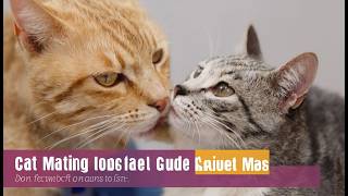 Unveiling the Mysteries of Cat Mating A Comprehensive Guide [upl. by Denney]