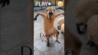 Dancing Animals funny animals cute [upl. by Layman]