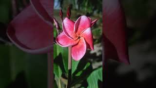 PLUMERIAIDKLED THABTHIMplumeria plumeriaflower plumerialovers nature gogreen flowers [upl. by Aleck]