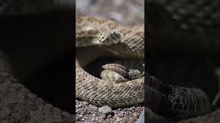 Up Close And Personal With The Prairie Rattlesnake Crotalus viridis [upl. by Kendra]