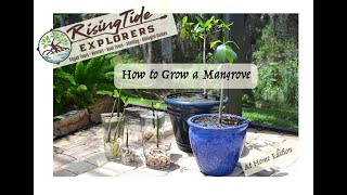 How to grow your own Mangrove [upl. by Stent813]