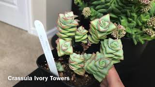 Crassula Collection Update and Propagation December 2019 [upl. by Smaoht]