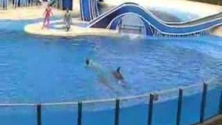 SEA WORLD DOLPHIN SHOW ORLANDO part 1 [upl. by Heber]