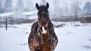 Winter Horse Care  Preparing for 20 Degrees [upl. by Alexandre]