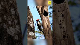 How Woodpecker Dont Hurt Their Brain 🧠😱 shorts ytshorts viral trending [upl. by Huberman]