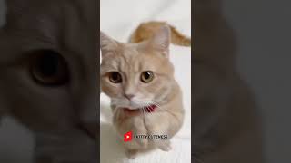 Cutie 🥰🐱 Funny cat videos  cute cats  Try not to laugh  Cat videos Compilation shorts 🐈 [upl. by Siblee311]