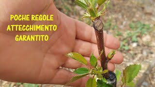 Innesto del ciliegio a spacco come e quando innestare il Prunus avium [upl. by Mignon]