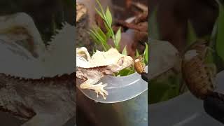 How To Get Your Crested Gecko To Eat Insects 🦎🤯 shorts [upl. by Neliac379]