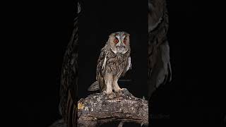 Long Eared Owl alerting alert long eared owl bird call wild night nature wildlife HA17481 [upl. by Anaiuq891]