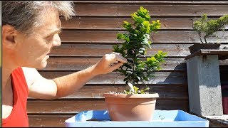 Ficus bonsai ginseng II  2 air layer results [upl. by Ezeerb]