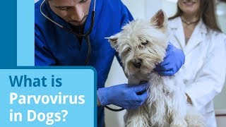 Parvovirus in Dogs Causes Symptoms and Treatment Options [upl. by Inama]