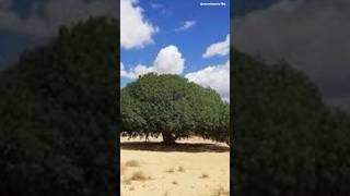 sahabi tree 🌳1945 year old tree shorts shortfeed shortvideo [upl. by Eitsym]