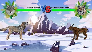 Gray Wolf Vs Eurasian Lynx [upl. by Persis]