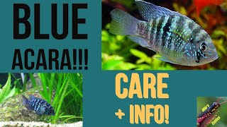 The Blue Acara Andinoacarapulcher [upl. by Ahsea]