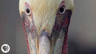 How Do Pelicans Survive Their DeathDefying Dives  Deep Look [upl. by Eirrod]