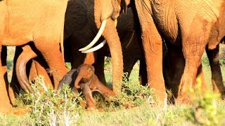 Geboorte van een olifantje tijdens safari [upl. by Alika]