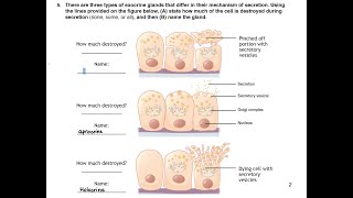 Classification of Exocrine glands Merocrine Apocrine and Holocrine glands [upl. by Niels]