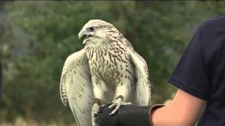 USAFA Falconry [upl. by Marie-Jeanne461]