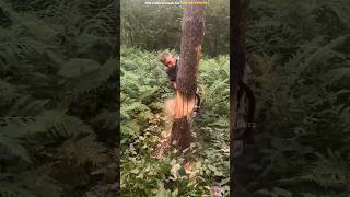 Ped Katne ka sahi tarika wood woodworking tree funny shortsvideo machine funnyreel foryou [upl. by Nilats465]