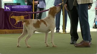 Bracchi Italiani  Breed Judging 2023 [upl. by Kylstra]